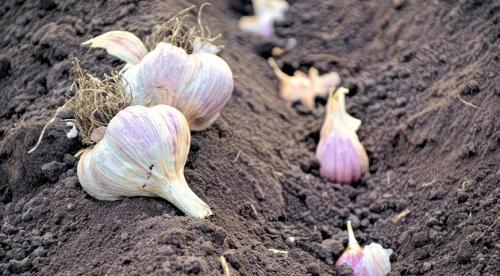 Как сажать чеснок правильно и когда это сделать. Азы посадки озимого чеснока – краткая, но ёмкая и понятная инструкция 09 Как сажать чеснок правильно и когда это сделать. Азы посадки озимого чеснока – краткая, но ёмкая и понятная инструкция 09