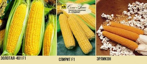 Как важно выбирать подходящий участок для выращивания кукурузы, учитывая вероятность заморозков. Сорта и гибриды