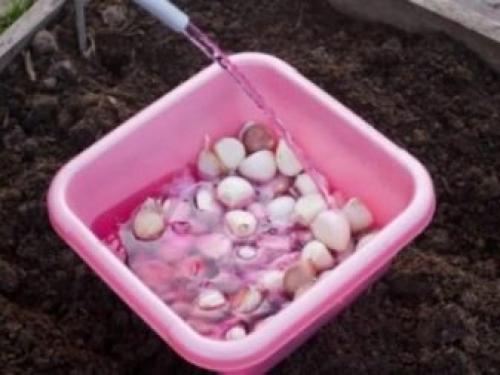 Все о выращивании чеснока. Правила посадки в открытый грунт 04