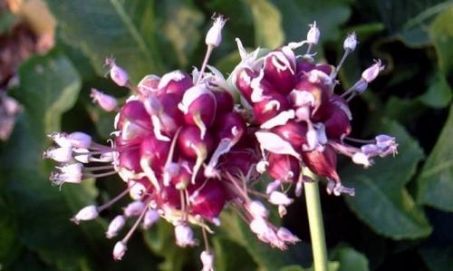 Все о выращивании чеснока. Правила посадки в открытый грунт 06