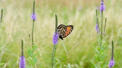 Как влияют заморозки на развитие растений в огороде