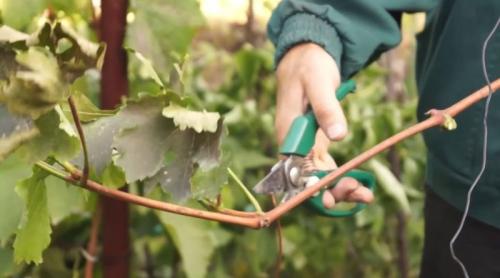 Как сохранить черенки винограда до весны в холодильнике. Заготовка