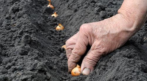 Как и когда сажать яровой чеснок в открытый грунт в 2022 году. Добавление статьи в новую подборку 08