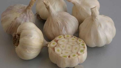 Что положить в лунку при посадке ярового чеснока. Что такое яровой чеснок и как его правильно выращивать: пошаговое руководство и секреты опытных огородников