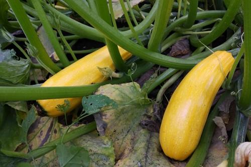 Какие культуры можно выращивать вместе с кукурузой в холодном климате. Соседи кукурузы на участке, что можно сажать рядом