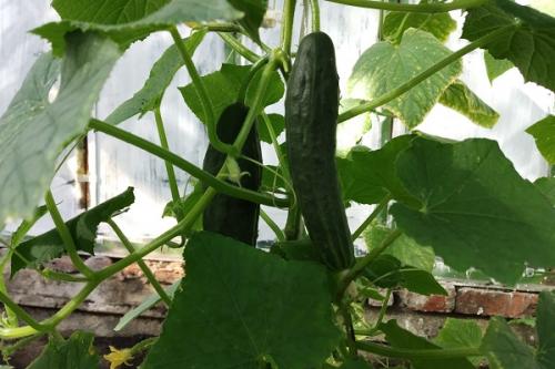 Какие культуры можно выращивать вместе с кукурузой в холодном климате. Соседи кукурузы на участке, что можно сажать рядом