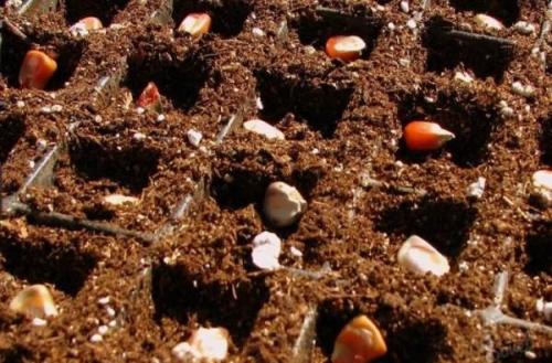 Какие сорта кукурузы более устойчивы к морозам