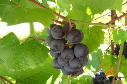 Можно ли делать вино из недозревшего винограда 02 Можно ли делать вино из недозревшего винограда 02