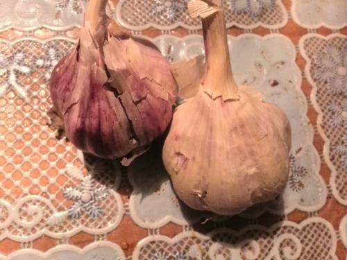 Посадка чеснока весной на головку. Посадка чеснока весной в открытый грунт 10