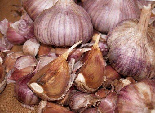 Посадка чеснока весной на головку. Посадка чеснока весной в открытый грунт 09