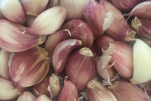 Выращивание ярового чеснока под Петербургом. Выращивание ярового чеснока: 7 важных моментов