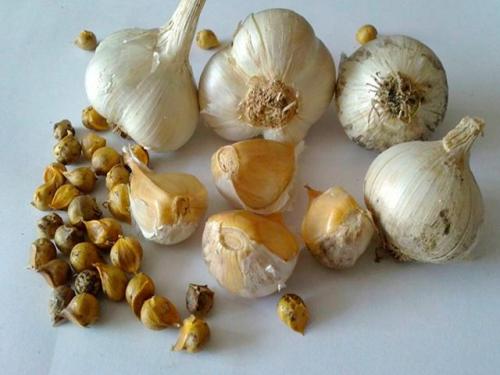 Чеснок яровой сорта. Сорта чеснока с фотографиями и описанием для открытого грунта