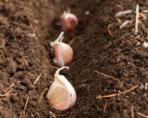 Посадка чеснока весной на головку. Посадка чеснока весной в открытый грунт 13