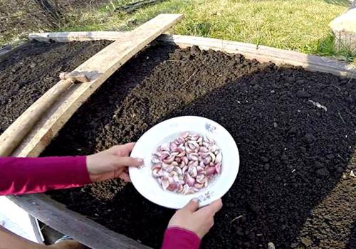 Посадка чеснока весной на головку. Посадка чеснока весной в открытый грунт