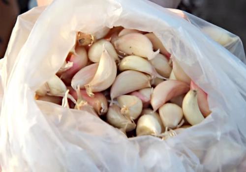 Посадка чеснока весной на головку. Посадка чеснока весной в открытый грунт