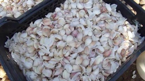 Когда сажать чеснок весной 2022. Лунный календарь посадки чеснока в 2022 году