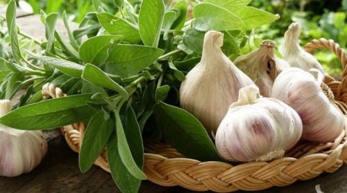 Как вырастить крупный яровой чеснок. Что делать, чтобы чеснок был крупным?