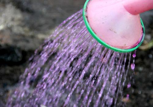 Посадка чеснока весной на головку. Посадка чеснока весной в открытый грунт