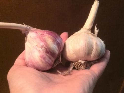 Посадка чеснока весной на головку. Посадка чеснока весной в открытый грунт 11