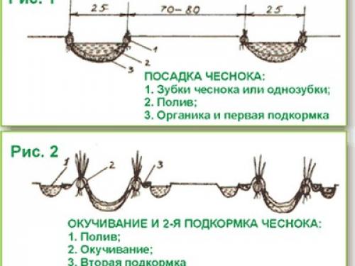 Когда лучше сажать чеснок весной или осенью. Как правильно посадить озимый чеснок осенью