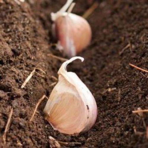 Как вырастить чеснок в домашних условиях. Секреты эффективного выращивания чеснока в домашних условиях и промышленных масштабах в качестве бизнеса