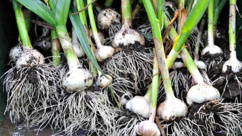 Технология выращивания чеснока в открытом грунте. Проверенные способы выращивания чеснока в открытом грунте