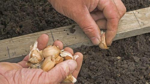 Как вырастить чеснок в открытом грунте. Как правильно выращивать чеснок в открытом грунте