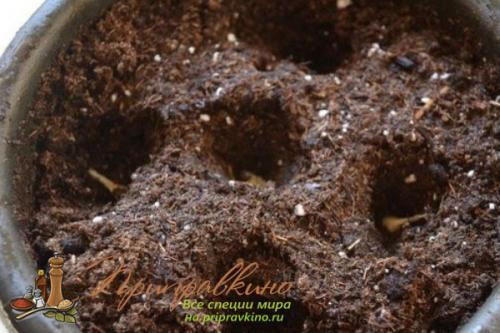 Как вырастить чеснок из зубчика дома. Советы по выращиванию шикарного чеснока на подоконнике в квартире