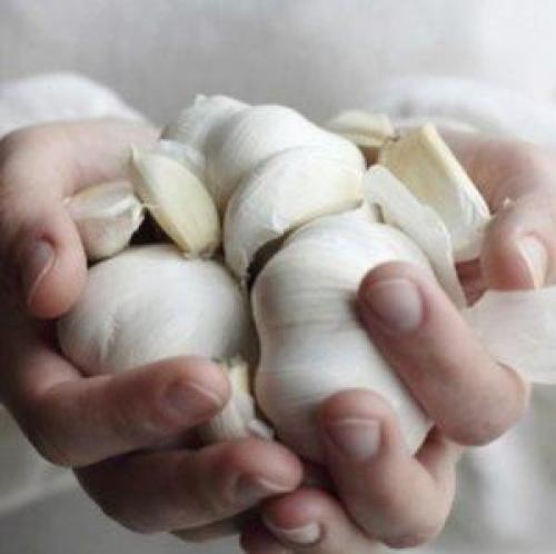 Как вырастить чеснок в домашних условиях. Секреты эффективного выращивания чеснока в домашних условиях и промышленных масштабах в качестве бизнеса