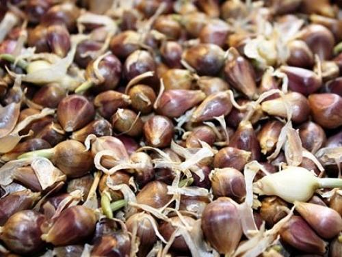 Как вырастить чеснок из зубчика. Посадка чеснока в домашних условиях