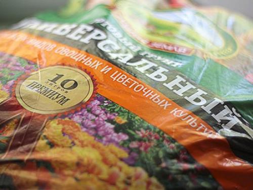 Как вырастить чеснок из зубчика. Посадка чеснока в домашних условиях