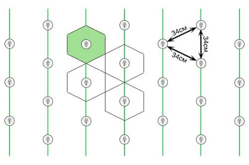 Правила высадки кукурузы