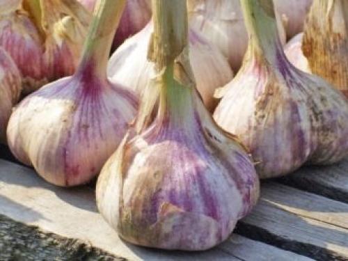 Посев ярового чеснока весной зубками и бульбочками. Оптимальные сроки посадки озимого чеснока 02 Посев ярового чеснока весной зубками и бульбочками. Оптимальные сроки посадки озимого чеснока 02