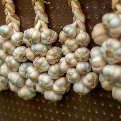 Лучшие сорта озимого чеснока для подмосковья. Районированные чесночные культуры