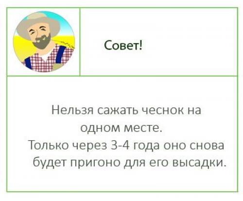Посадка чеснока осенью (под зиму), лучшее время