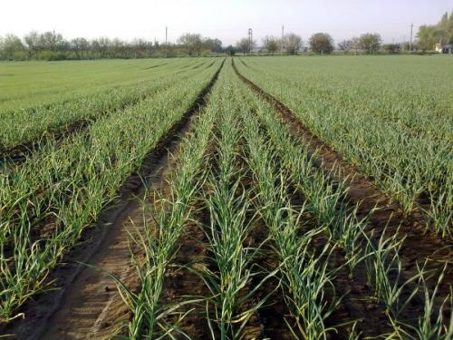 Сорта озимого чеснока для посадки под зиму. Какой чеснок сажают под зиму? 03