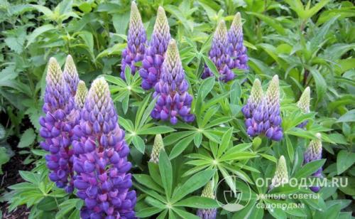 После чего сажать чеснок под зиму. Благоприятные «предшественники»