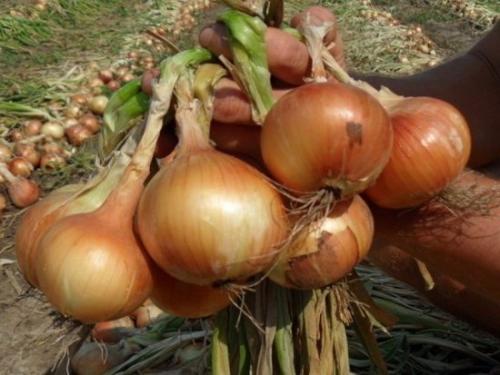 Можно ли сажать чеснок после свеклы. После чего сажать чеснок под зиму, чтобы он вырос крупным и здоровым