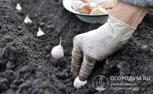После чего сажать чеснок под зиму. Благоприятные «предшественники»