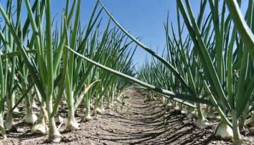 После чего сажать морковь и свеклу. После чего сажать морковь, лук, чеснок, свеклу и огурцы