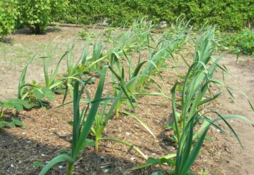 После чего сажать морковь и свеклу. После чего сажать морковь, лук, чеснок, свеклу и огурцы