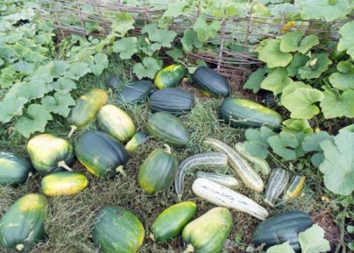 Можно ли сажать чеснок после свеклы. После чего сажать чеснок под зиму, чтобы он вырос крупным и здоровым