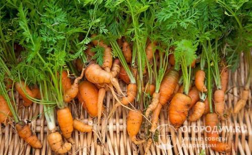 После моркови можно сажать чеснок. Какие растения не стоит сажать после моркови