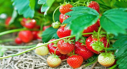 Секреты успешного выращивания клубники в августе 03 Секреты успешного выращивания клубники в августе 03