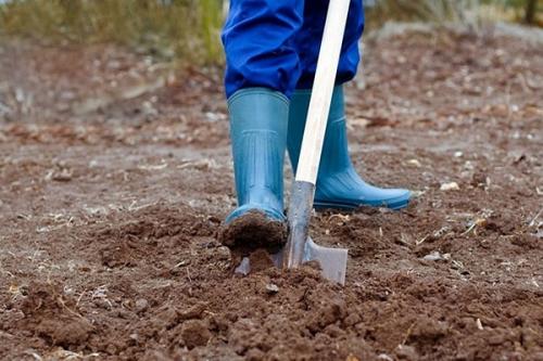 Как правильно высаживать рассаду кукурузы в открытый грунт