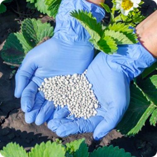 Как часто нужно поливать клубницу в августе. УХОД ЗА КЛУБНИКОЙ В АВГУСТЕ