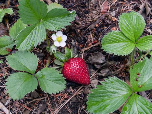 Пересадка клубники на новое место. Зачем нужна пересадка и как ее провести? 01
