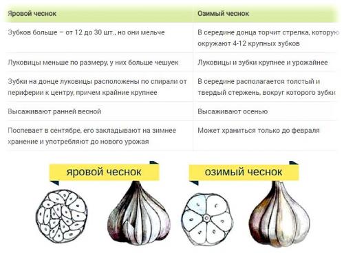 Посадка чеснока осенью в открытый грунт. Какой чеснок лучше сажать: озимый осенью или яровой весной