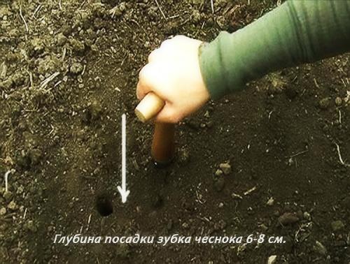 Правила посадки летнего чеснока весной в открытый грунт. Способы посадки чеснока