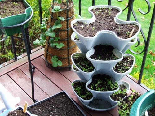 Как часто нужно пересаживать клубнику